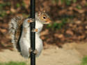 Squirrel Climbing