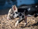 Piglet On A Stroll