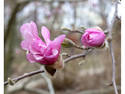 Purple Blossoms