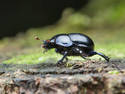 Black Beetle