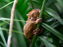 Tarsier