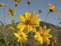 Yellow Daisies