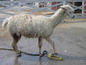 Wet Llama