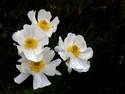 Wet Flowers