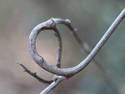 Curly Twig