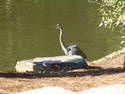 Heron And Rock