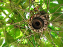 Vines On Spokes