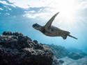 Sea Turtle