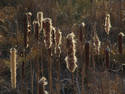 Fuzzy Cattails