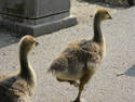 Goslings