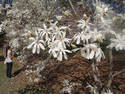 White Blooms