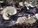 Tree Mushrooms