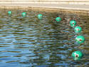 Green Buoys