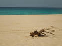 Clear Seas And Driftwood