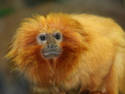 Golden Lion Tamarin