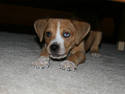 Pup Under The Bed