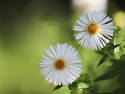 White Asters