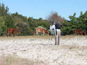 Horse Photography