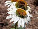 White Coneflower