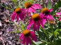 Coneflowers