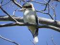 Kookaburra