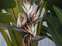 Bird Of Paradise