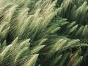 Wheat Field