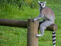 Lemur Rider