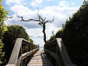 Boardwalk Tree