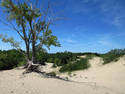 Tree In The Sand