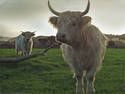 Highland Cattle