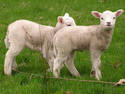 Twin Lambs