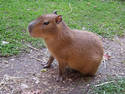 Capybara