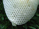 Honeycomb