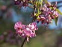 Texas Blooms