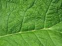 Green Leaf