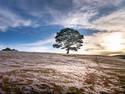 Tree On A Hill