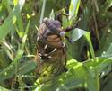 Cicada Invasion