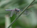 Perched Dragonfly