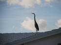 Vigilant Heron