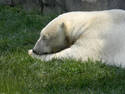 Polar Nap