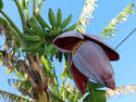 Banana Flower