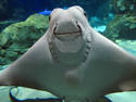 Smiling Sting Ray