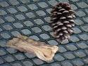 Pine Cone And Stick