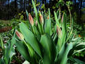 Fresh Tulips