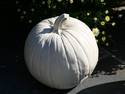 White Pumpkin