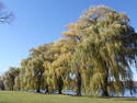 Trees Along The River