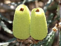 Bright Green Seeds