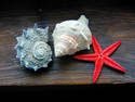 Shell Trio