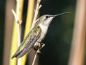 Perched Hummingbird